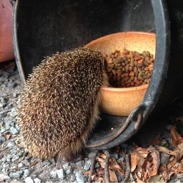 ESSCHERT DESIGN Egelhuis Met Inkomtunnel 4 ESSCHERT DESIGN Egelhuis Met Inkomtunnel - Afbeelding 2