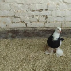 Hennep Strooisel Aubiose Bedding Pluimvee/duiven 20 Kg 7 Hennep Strooisel Aubiose Bedding Pluimvee/duiven 20 Kg -Berühmt Tierbedarf Geschäft henneplemen bedding pluimvee 20 kg 1620714388 2 600