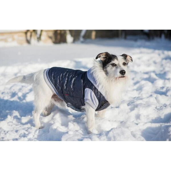 Hondenjas Met Kap Boston Ami - Marine 3 Hondenjas Met Kap Boston Ami - Marine - Afbeelding 2