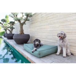 Hondenkussen Fantail 'Stargaze' 80 × 55 Cm - Botanical Green -Berühmt Tierbedarf Geschäft hondenkussen fantail stargaze botanical green 1623231865 3 600