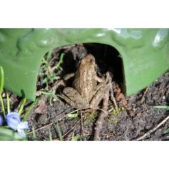 ESSCHERT DESIGN Paddenhuis - Kikkerpot In Keramiek 12 ESSCHERT DESIGN Paddenhuis - Kikkerpot In Keramiek -Berühmt Tierbedarf Geschäft kikkerpot groen 1484052767 5 600