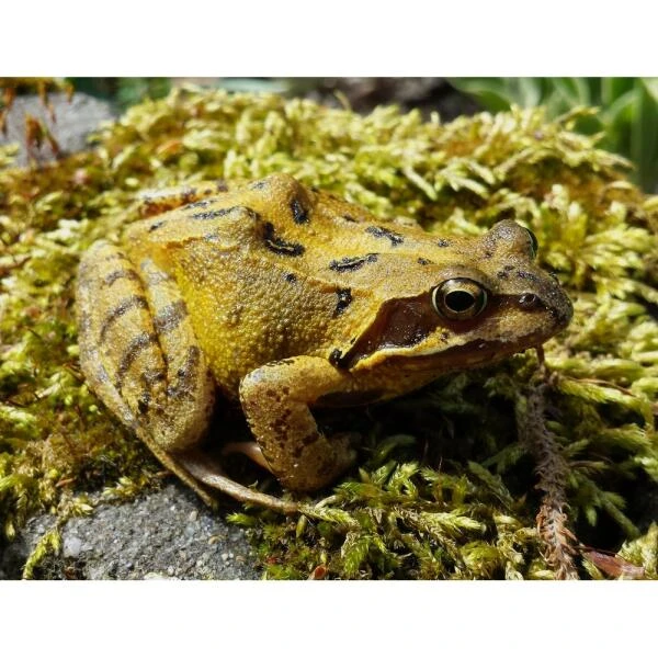 ESSCHERT DESIGN Paddenhuis - Kikkerpot In Keramiek 8 ESSCHERT DESIGN Paddenhuis - Kikkerpot In Keramiek - Afbeelding 6