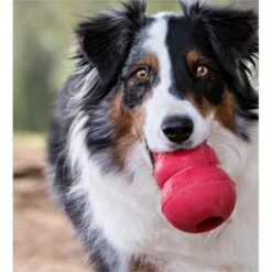 Kong Classic Rood Ø 8,5 Cm - XL 6 Kong Classic Rood Ø 8,5 Cm - XL -Berühmt Tierbedarf Geschäft kong classic rood 85 cm xl 1570534953 1 600