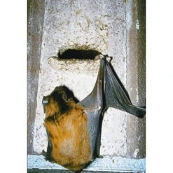 Nestkast Vleermuizen Houtbeton - Schwegler -Berühmt Tierbedarf Geschäft nestkast vleermuizen houtbeton 1553161657 3 600