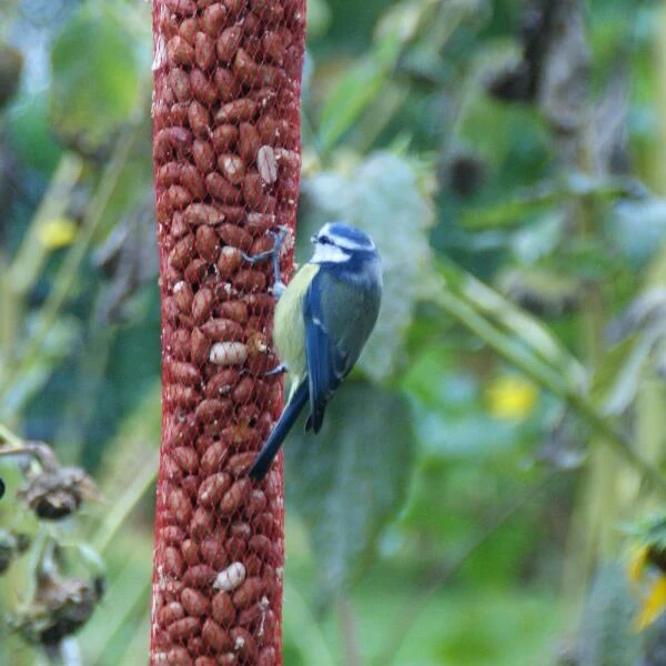 Pindanoten Ongepeld In Net - 1 Kg 6 Pindanoten Ongepeld In Net - 1 Kg - Afbeelding 4