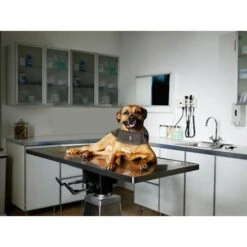 Thundershirt Antistress Voor Honden Grijs - XXS 8 Thundershirt Antistress Voor Honden Grijs - XXS -Berühmt Tierbedarf Geschäft thundershirt antistress xxs 1638184394 3 600