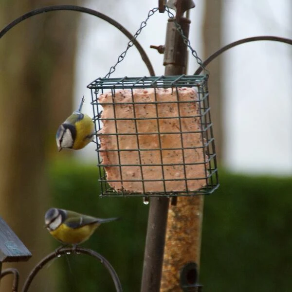 Vetblok Met Bosvruchten 4 Vetblok Met Bosvruchten - Afbeelding 2