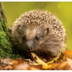 Berühmt Tierbedarf Geschäft -Berühmt Tierbedarf Geschäft waterschaal egels keramiek 1568887570 1 600