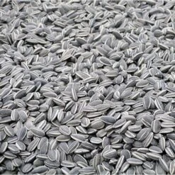 Zonnebloempitten Zwart - Ongepeld 15 Kg